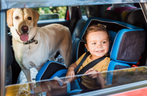 4 Key Questions to Consider Before Adopting a Pet